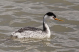 Clarks Grebe