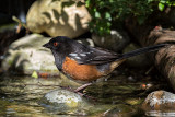 Spotted Towhee