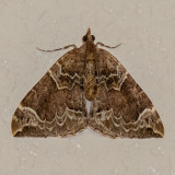 7207 Northwestern Phoenix moth (Eulithis xylina)