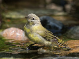 Orange-crowned Warbler juvenile