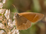 Common Ringlet (Coenonympha tullia)