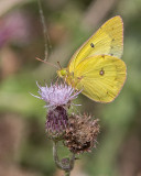 Orange Sulpher (Colias eurytheme)