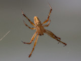 Orb Weaver Spider