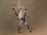Orb Weaver Spider female