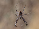 Orb Weaver Spider female