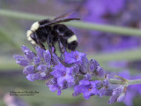 Yellow-faced Bumblebee (Bombus vosnesenskii)