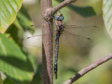 Shadow Darner (Aeshna umbrosa)