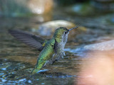 Annas Hummingbird female