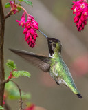 Annas Hummingbird