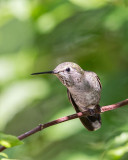 Annas Hummingbird juvenile