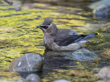 Cedar Waxwing juvenile