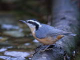 Red-breasted Nuthatch