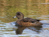 American Wigeon female