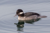 Bufflehead female