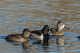 Ring-necked Duck family