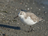 Sanderling