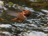 Rufous Hummingbird