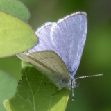 Echo Azure (Celastrina echo)