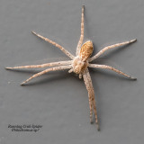 (Philodromus dispar) Running Crab Spider