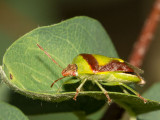 Banasa Stink Bug (Banasa dimidiata)