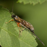 Ichneumon Wasp (Ichneumonidae)