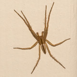 (Tibellus oblongus) Slender Crab Spider