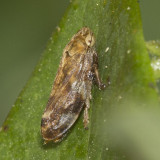 (Philaenus spumarius) Meadow Spittlebug