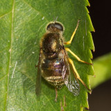 Small-headed Flies (Eulonchus sapphirinus)