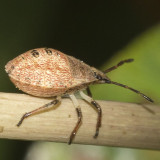 Nymph