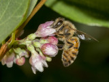 Honey Bee (Apis mellifera)