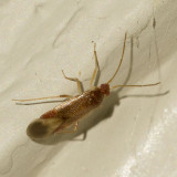 Plant Bug (Miridae)
