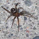 (Steatoda grossa) False Black Widow