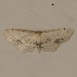 7126 Single-dotted Wave (Idaea dimidiata)