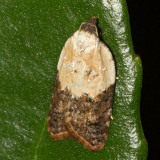 3530 Garden Rose Tortrix Moth (Acleris variegana)