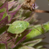 Lygus Bug nymph