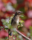 Cedar Waxwing juvenile