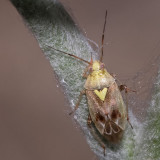 Lygus Bug