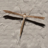 Plume Moth (Pterophoridae)