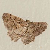 Brownlined Looper (Neoalcis californiaria)