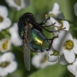 Common Green Bottle Fly (Lucilia sericata)