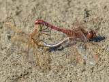 Saffron-winged Meadowhawk (Sympetrum costiferum)