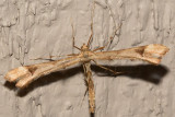 6109 Artichoke Plume Moth (Platyptilia carduidactylus)