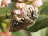 Mining Bee (Andrena)