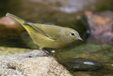 Orange-crowned Warbler