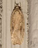 0895 Gorse Tip Moth (Agonopterix nervosa)