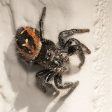 (Phidippus johnsoni) Johnson Jumper