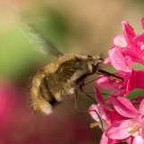  Bee Flies (Bombyliidae)