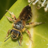 Mining Bee (Andrena prunorum)