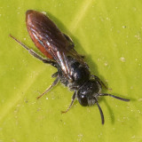 Sphecodes sp.