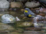 Yellow-rumped Audubons Warbler